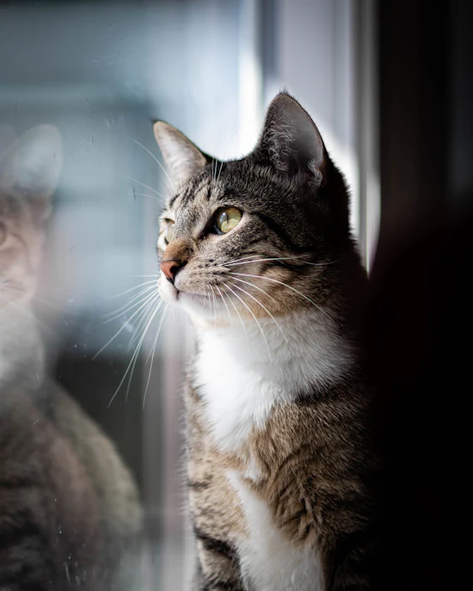 Un chat tigré regarde par la fenêtre.