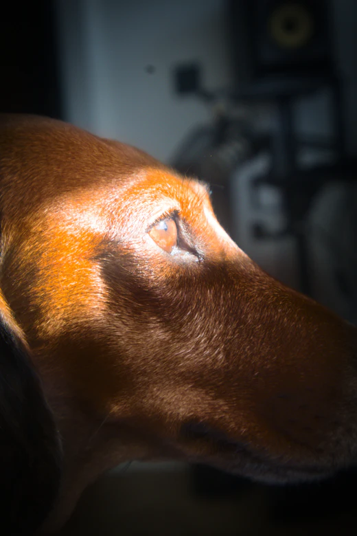 Le regard d’un chien, dans la pénombre.